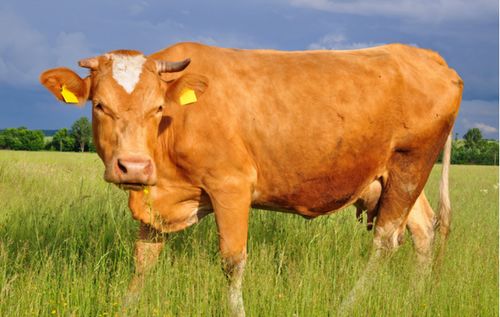 谁是生肖牛2021年最佳合作伙伴 属牛和什么生肖合适 你身边有吗