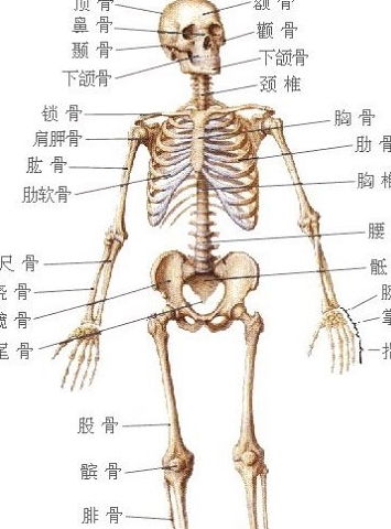 人体有206块骨头构成,而中国人却只有204块,尴尬的地方少了两块