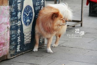西藏的狗狗 最惬意的流浪生活