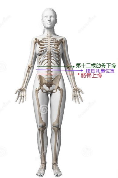 腰围到底怎么量的？量哪里？