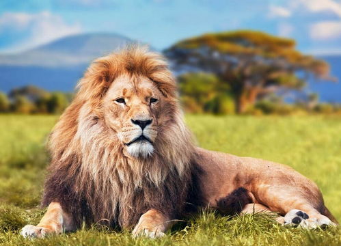 狮子 大型猫科类动物 搜狗百科 