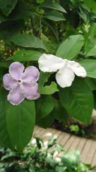 茉莉花多久会开花,茉莉花开花时间