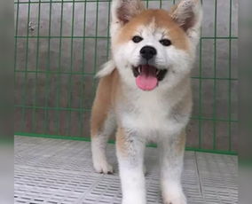 秋田犬币项目方 秋田犬币项目方 行情