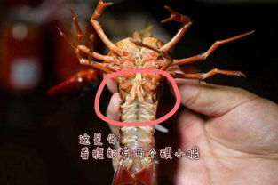 小龙虾怎么分辨公母 小龙虾公的好吃还是母的好吃