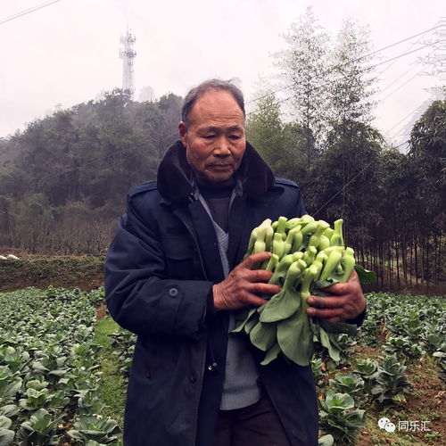 急 上万斤有机菜心卖不出去,快来帮帮这位桐庐老乡