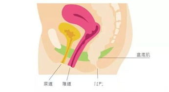 产后宝妈网上求问女性私密整形中缩阴术后能维持多久呢