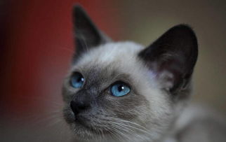 猫的眼睛颜色等级,布偶猫的眼睛颜色等级