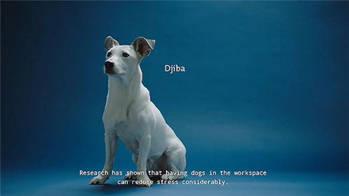 荷兰Menzis健康保险公司创意活动 狗狗减压 