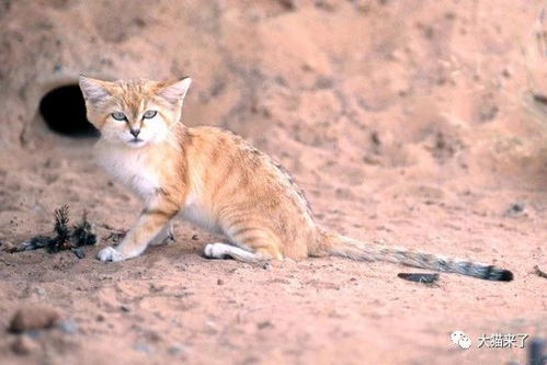 沙漠猫 沙漠中的 猎蛇者 ,性情敏感天敌多,家养容易死亡