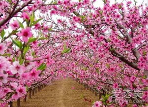 4月份还有桃花吗 清明节还有桃花吗