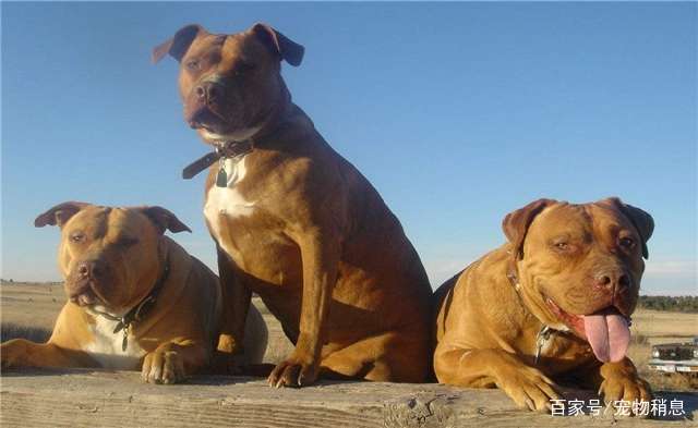 5种被禁止饲养的狗,比特犬在内,德牧为啥也被禁养