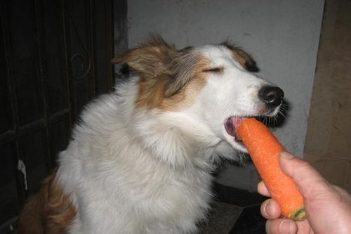 狗狗吃胡萝卜
