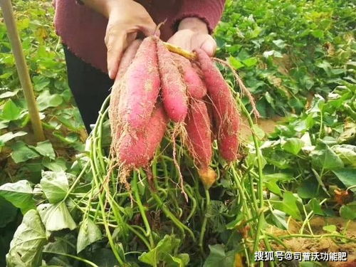 8f65f49ca1470d29? - 红薯种植技术和管理,红薯种植技巧大揭秘，轻松实现丰产丰收！