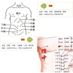 三伏贴位置示意图 三伏贴贴敷位置图