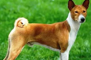 宁波人注意了 这28种狗禁止饲养 来看看,你们小区有人养吗 