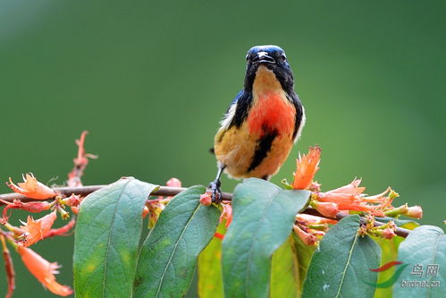 红胸啄花鸟 