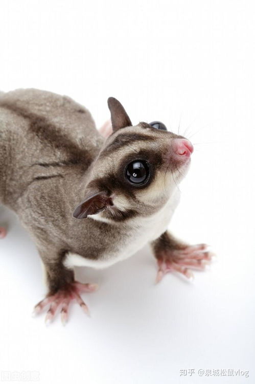 蜜袋鼯跟大眼飞鼠哪个好养,都会滑翔的两个特殊宠物 