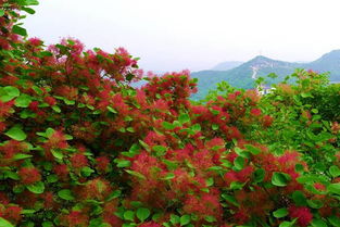 长寿山上 红花妖娆