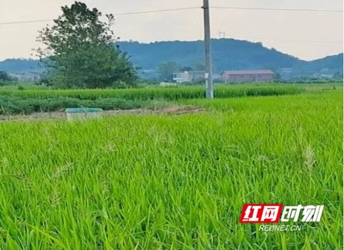 湘潭县易俗河镇 多举措开启2022新征程