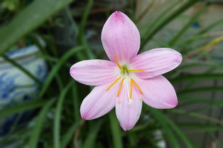 香冉冉，探寻一种独特的芬芳之美，冉冉香的意思