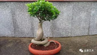 人参榕的盆栽养护方法