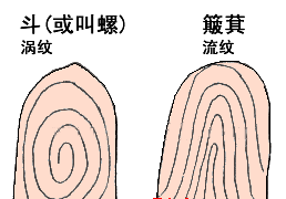 如何理解 有的人手上没有斗 这句话 你的指纹是什么形状