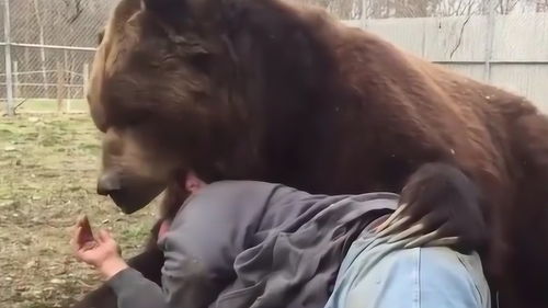 男子躺在棕熊怀里睡觉,下一秒意外发生了,视频拍下全程 