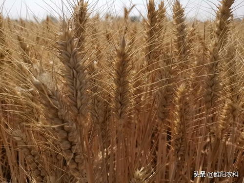 中国十大小麦新品种前十名,淮安小麦品种前十名