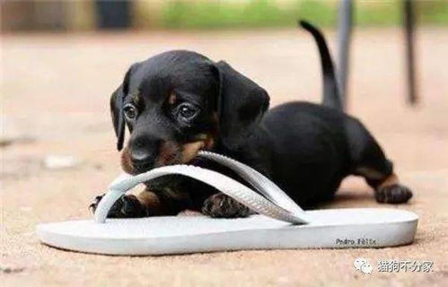 狗狗喜欢咬鞋子的原因及解决方法