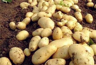 4月份种的土豆几月份收获 土豆长几个月能成熟