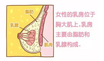 减约知道 胸部越来越大的秘密竟然是 搜狐健康 搜狐网 