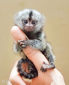 沙特瑞典交恶 全球最小侏儒狨猴遭 拒签 图