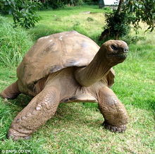 世上年龄最大乌龟 经历过50个英首相 