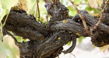 第一次世界大战种的葡萄藤,到现在居然还能结葡萄 