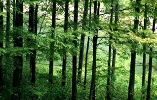 林业概念股 林业概念相关上市公司