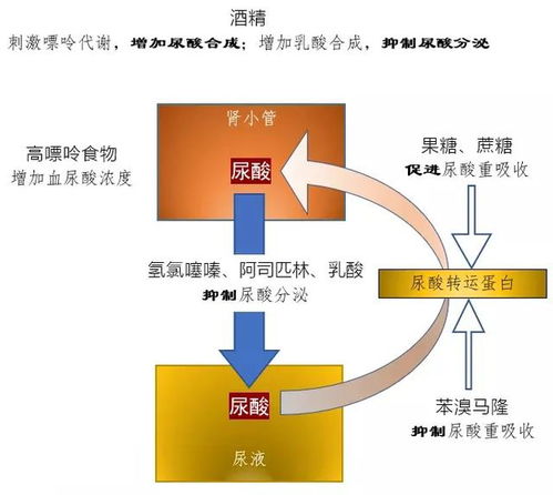 为什么痛风病人越来越年轻