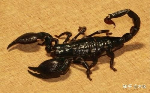 有种蝎子个头很大 不是亚洲雨林蝎 ,有毒但毒性好像不大,貌似还比较受欢迎,谁能介绍一下 