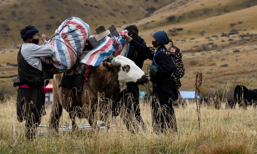 川西北藏牧民开始冬季转场 