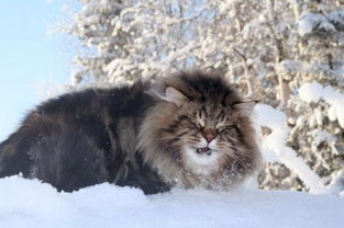 颜值高又能拉雪橇 说的不是哈士奇,而是西伯利亚森林猫 