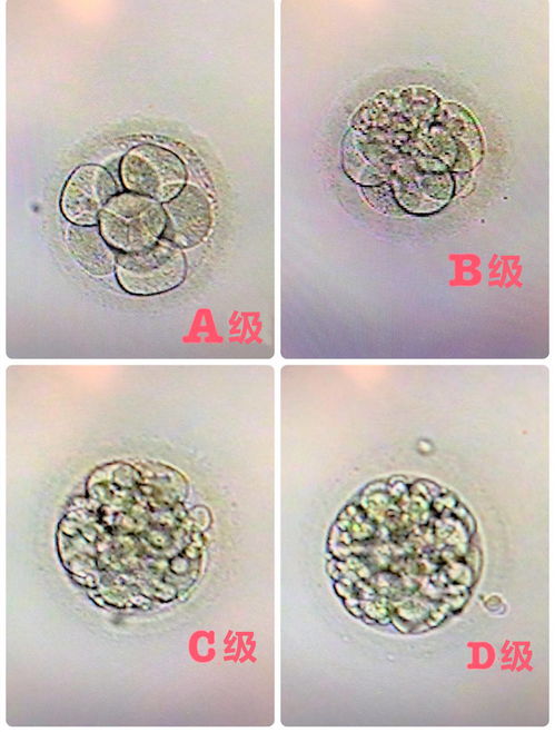 曹艺名字打分（曹艺馨名字怎么样）