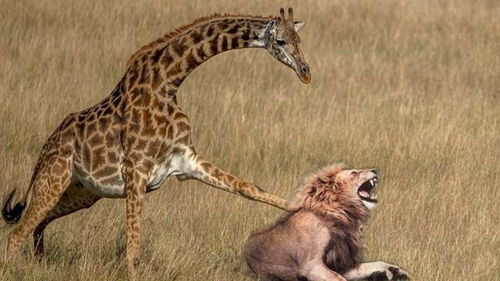 盘点能够轻松秒杀狮子的10种动物 平头哥入选,老虎只能屈居第3