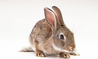 怎样看兔子的发情 发情有什么症状 