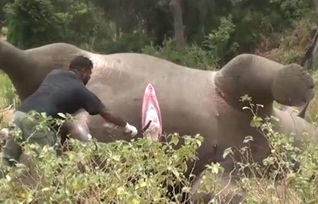 男子野外发现一头死去的大象,大胆割开肚子肉结果一幕让人傻了眼
