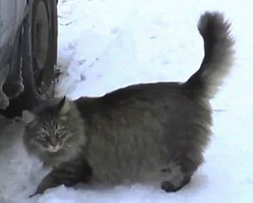 俄罗斯一流浪猫救活弃婴 为其取暖数小时 