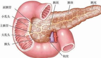 早期胰腺癌能活多久