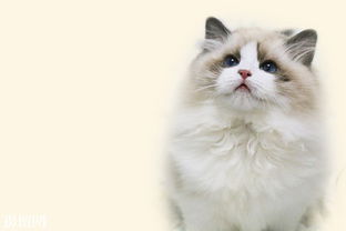 布偶猫几岁可以繁殖,布偶猫多大适合繁殖 