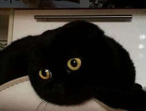 黑不溜秋的小黑猫简直就是黑煤球成精了,黑夜中想找到它们真难