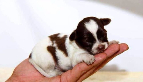 世界上体型最小的狗,还没有手掌大,却能活十多年