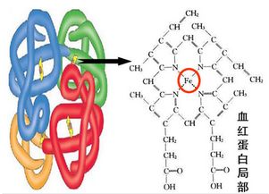 构成血红蛋白的是三价铁离子还是二价啊 生物 中问的时候直接写 铁离子 吗