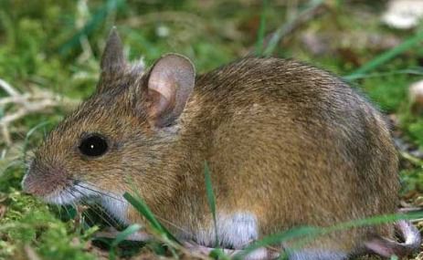老鼠的天敌,老鼠的天敌:自然的害虫选择